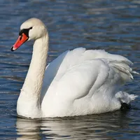 schwan-an-donau-neuburg-addonau-2958.jpg
