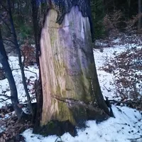 baum_unfall_x6.jpg