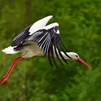 stork-g289ead137_1280.jpg